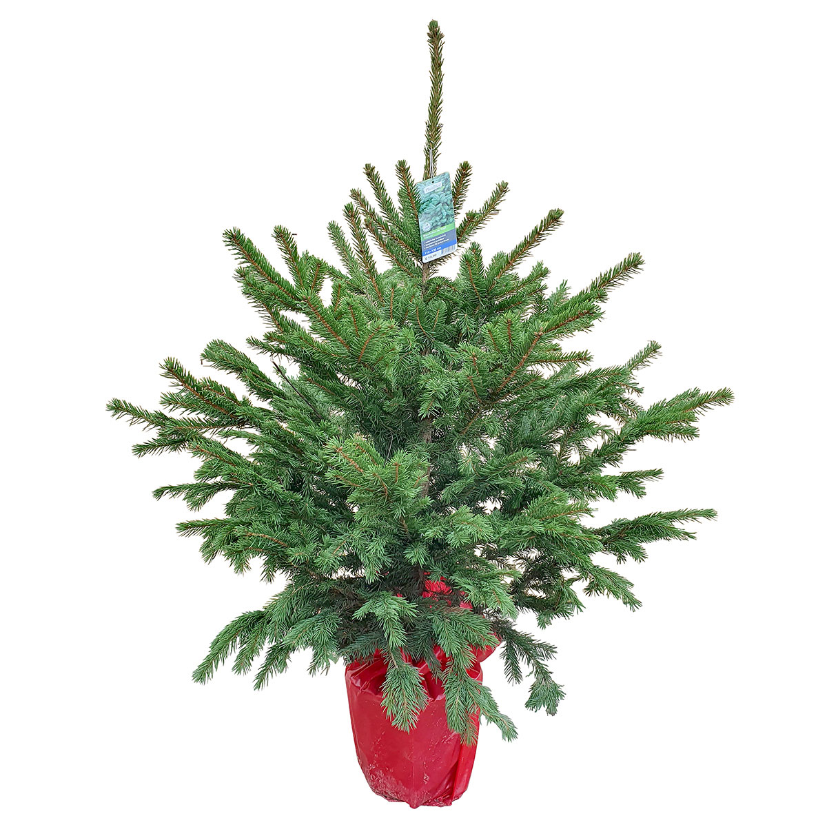 GNAD Picea pungens/pungens Glauca 110-130