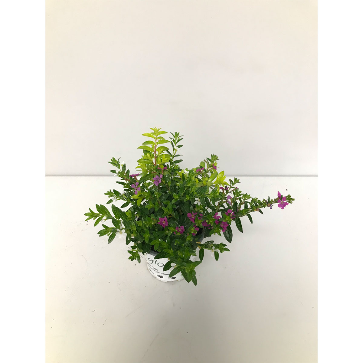 Plantiflor  Japanische Scheinmyrthe Flory Glory 20 cm T11