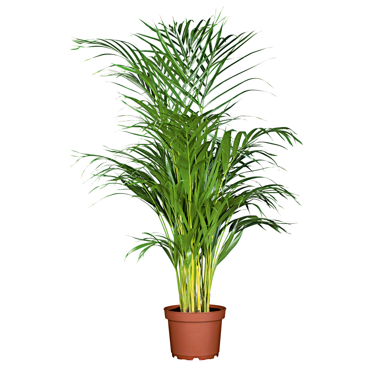 Plantiflor Goldfruchtpalme Topf Durchmesser 24 cm