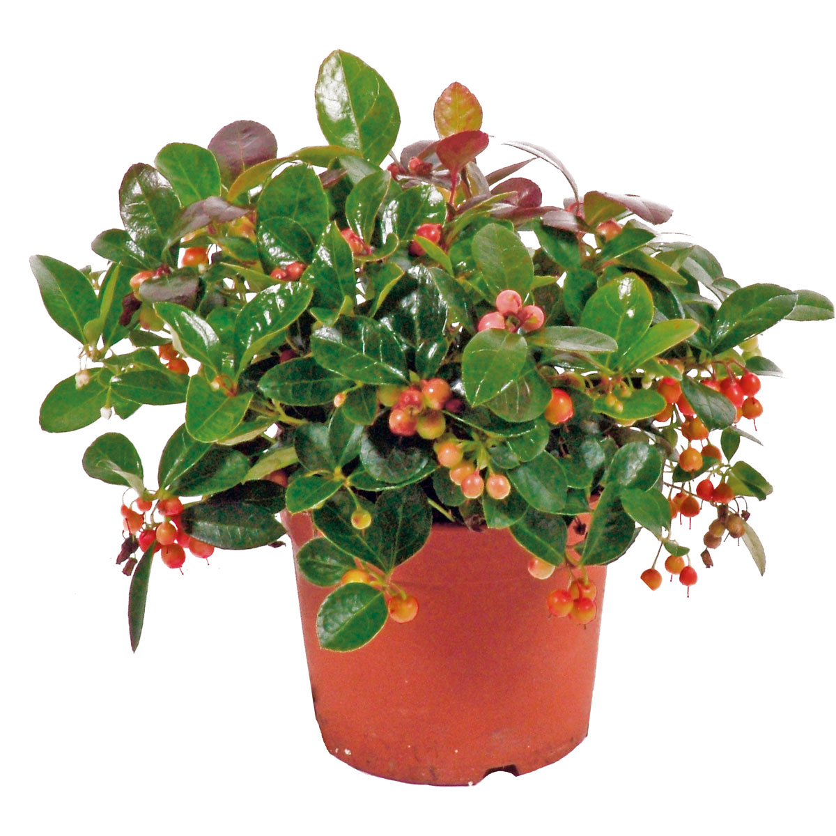 Plantiflor  Rebhuhnbeere Topf Durchmesser 10,5 cm