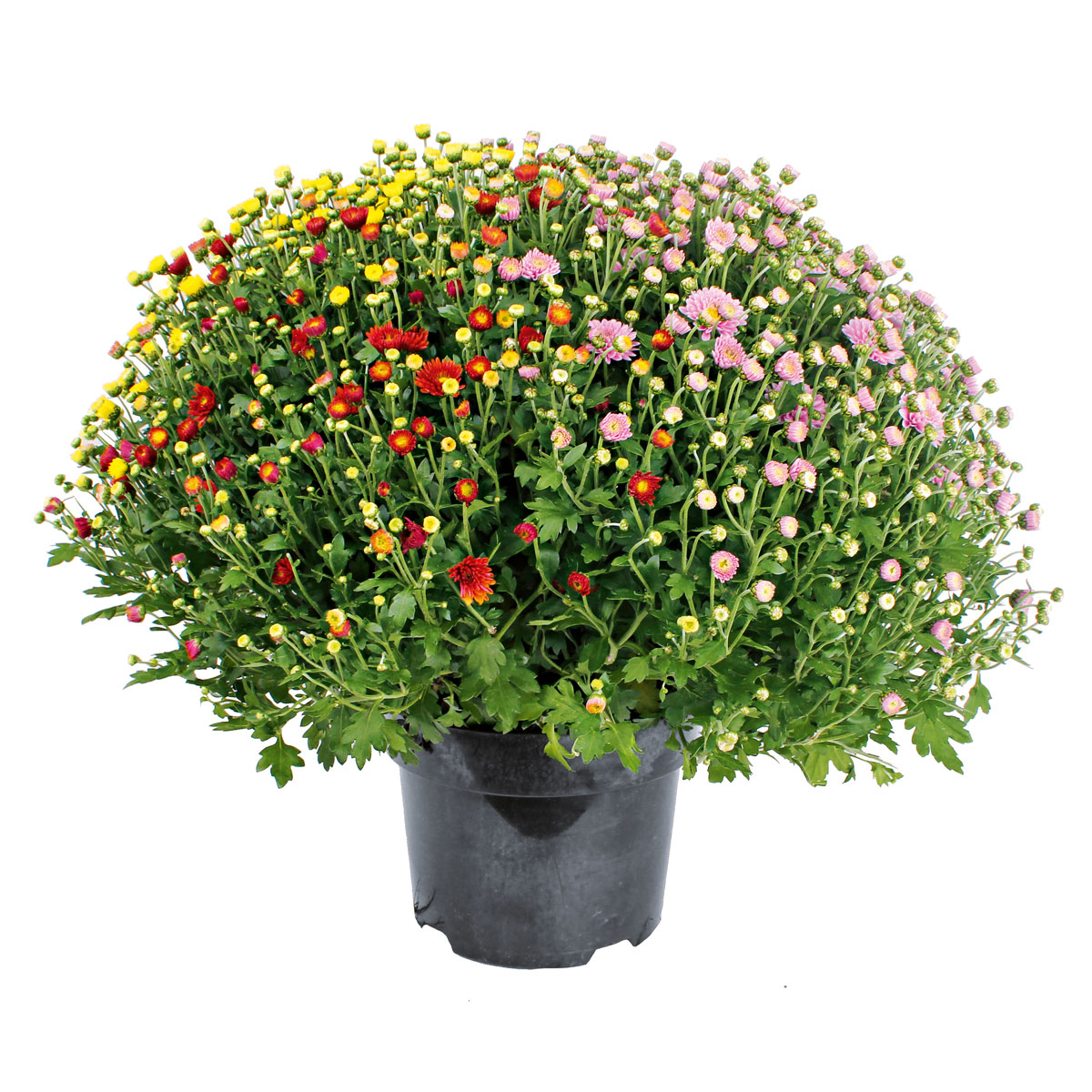 Plantiflor  Chrysanthemen-Busch Trio Topf- Durchmesser 19 cm
