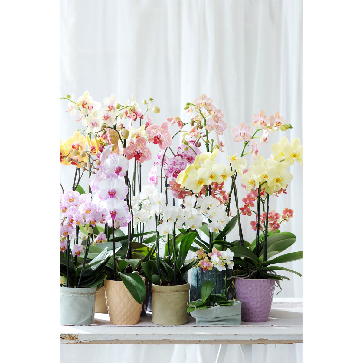 Plantiflor  Schmetterlings-Orchidee 3-Trieber Topf Durchmesser 12 cm Bild 4