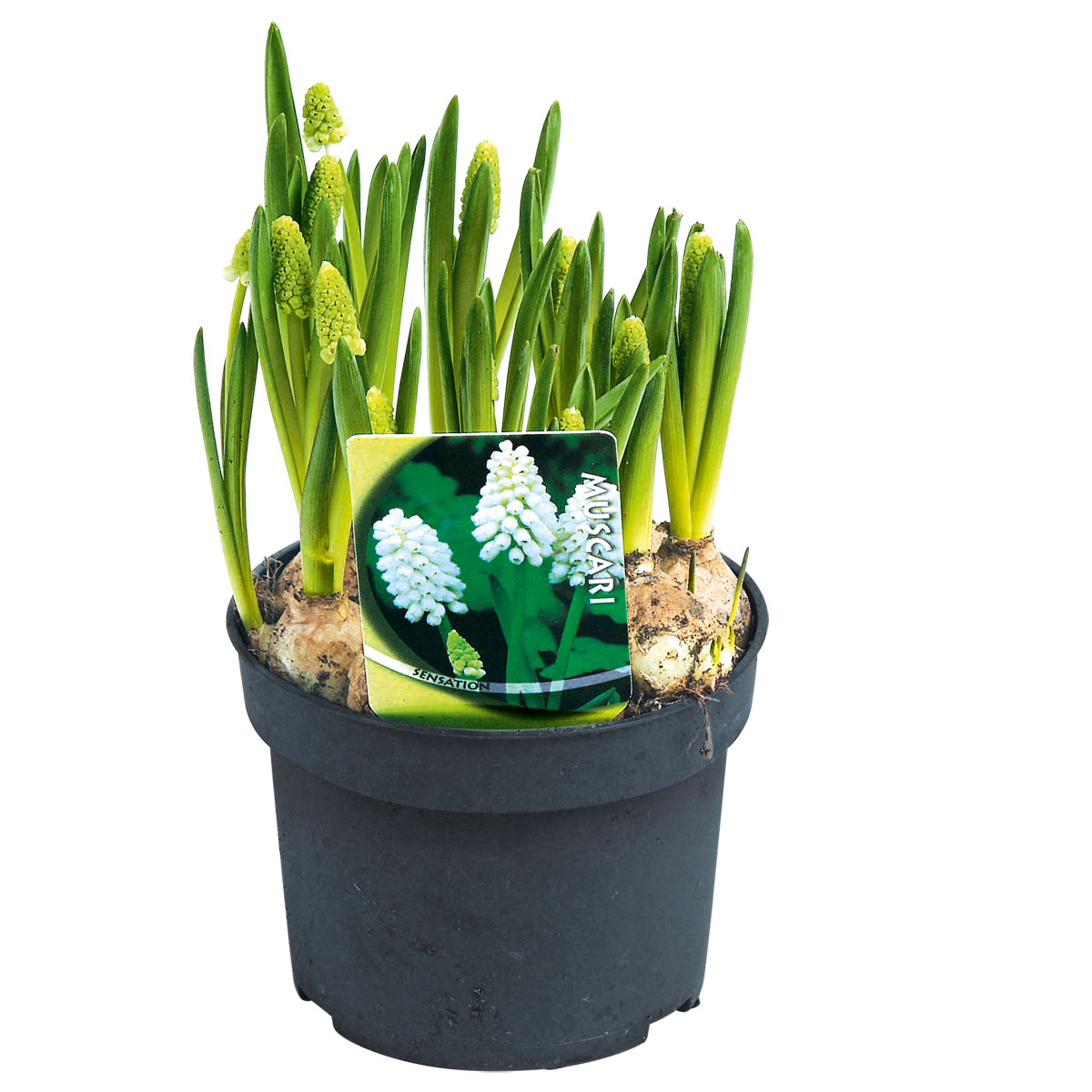 Plantiflor Blumenzwiebel Armenische Traubenhyazinthe Topf Durchmesser 10,5 cm