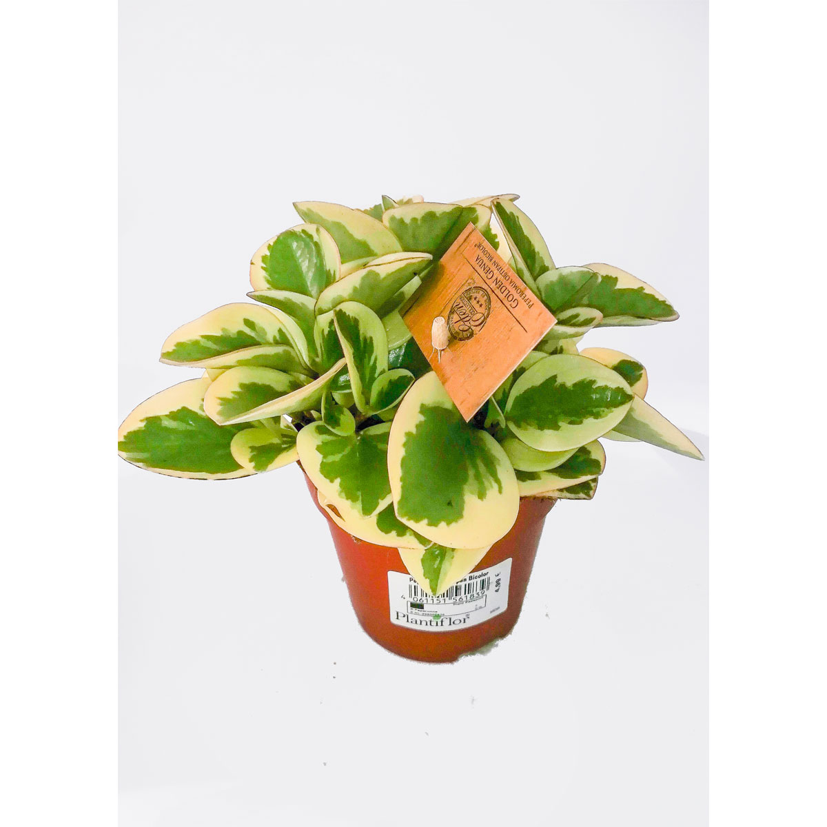 Plantiflor Zwergpfeffer bunt 15-20 cm T12