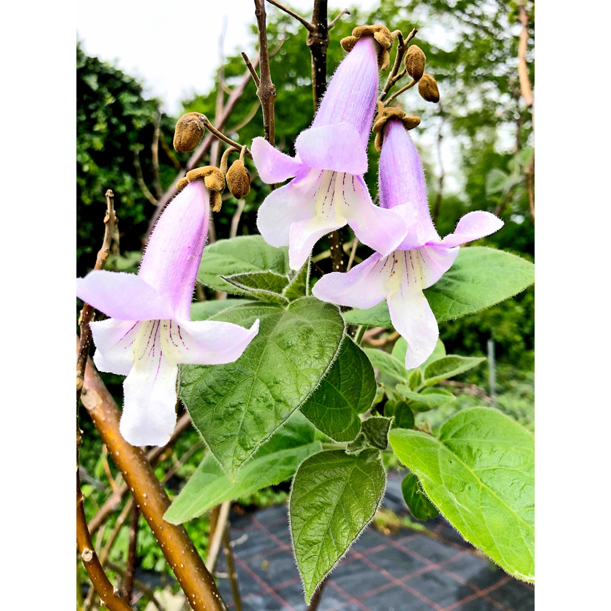 Plantiflor  Bio-CO-Klimabaum Kiri-Baum Topf Durchmesser 21 cm Bild 3