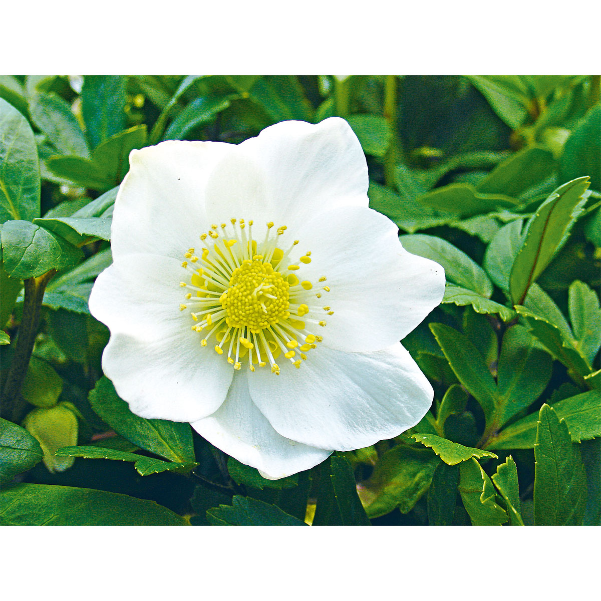 Plantiflor  Christrose Christmas Carol Top Durchmesser 12 cm Bild 3