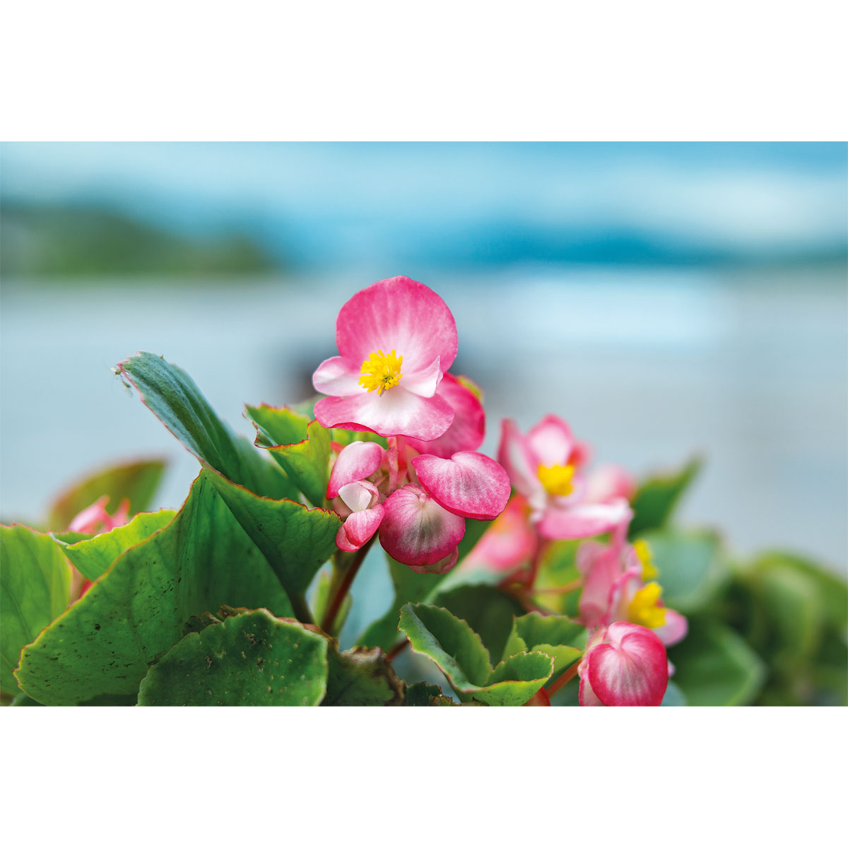 Plantiflor  Eisbegonie Topf Durchmesser 9 cm Bild 3