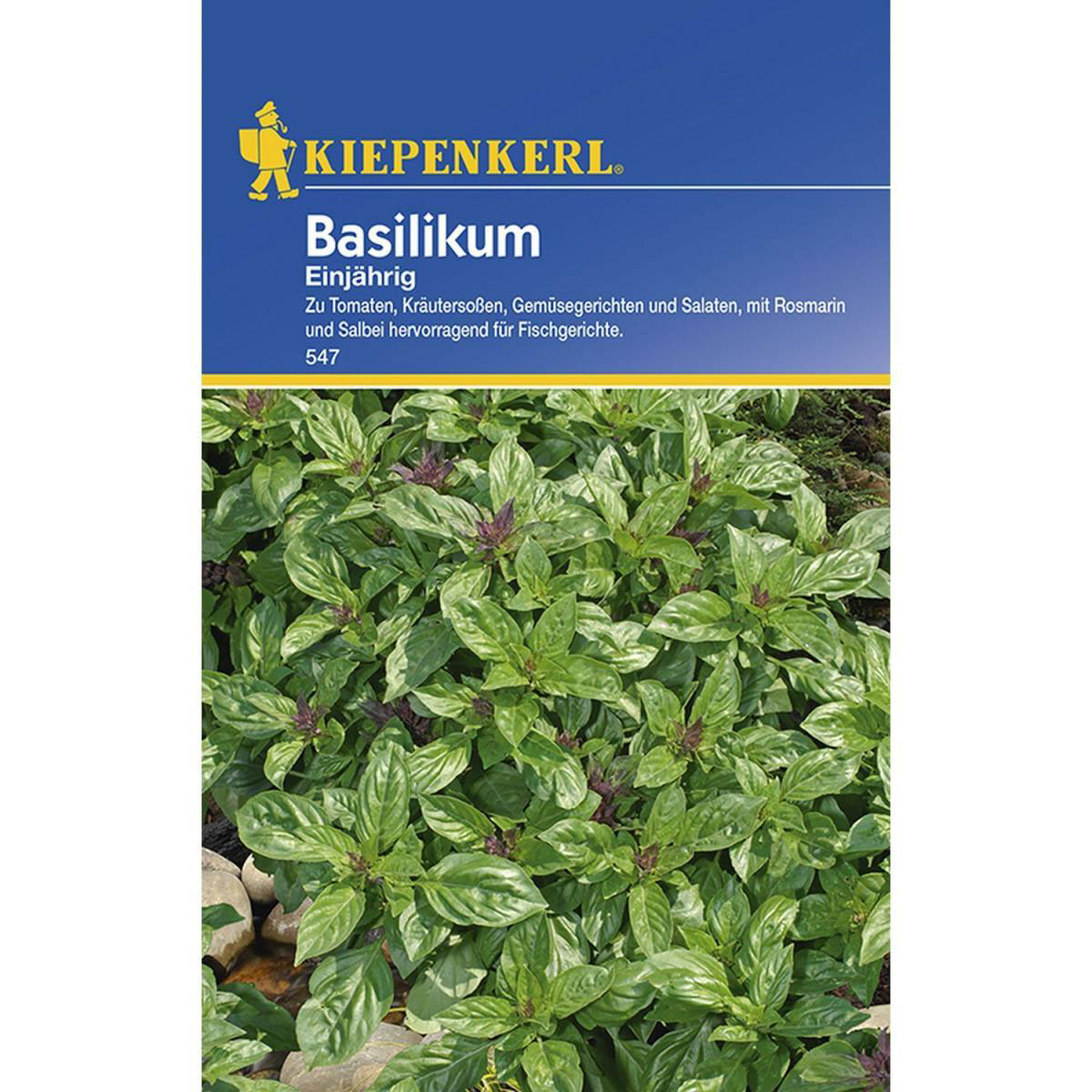 Kiepenkerl Basilikum feinblättrig einjährig Bild 1