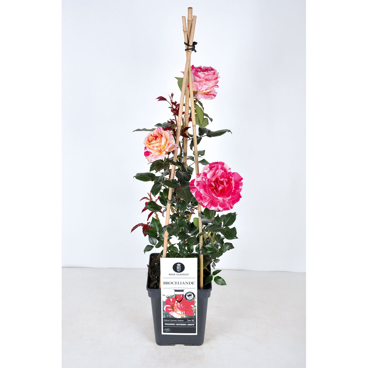 Plantiflor  Kletterrose „Zweifarbig“, Topf Ø 23 cm