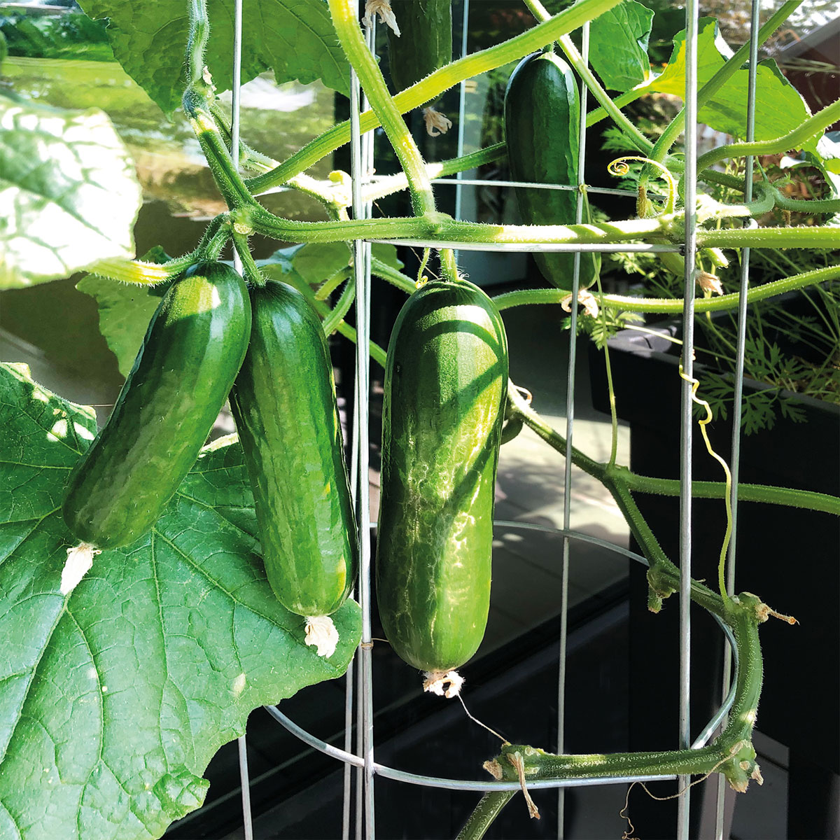 Gurkenturm 120 cm Bild 4