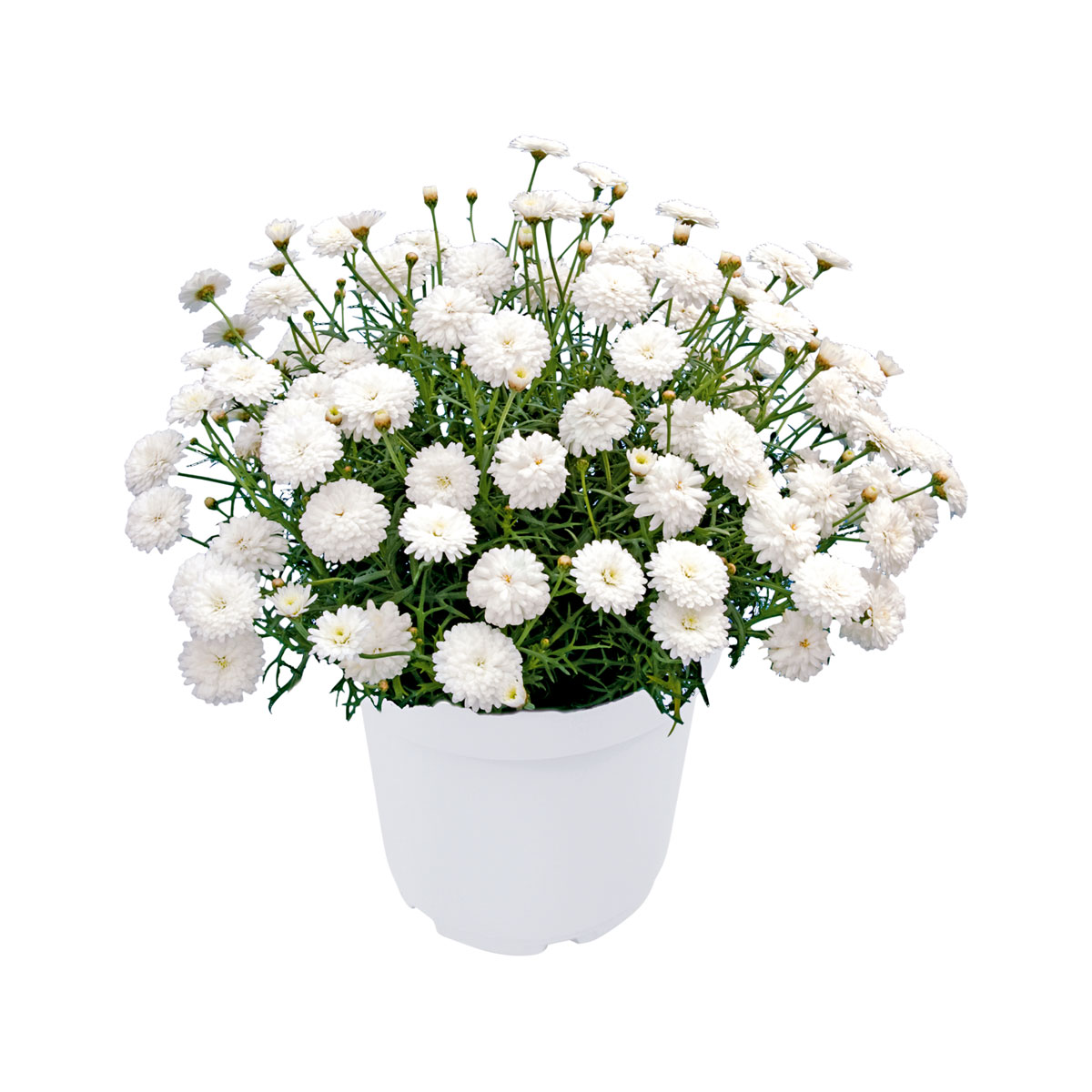 Plantiflor  Strauchmagerite Molimba Topf Durchmesser 13 cm