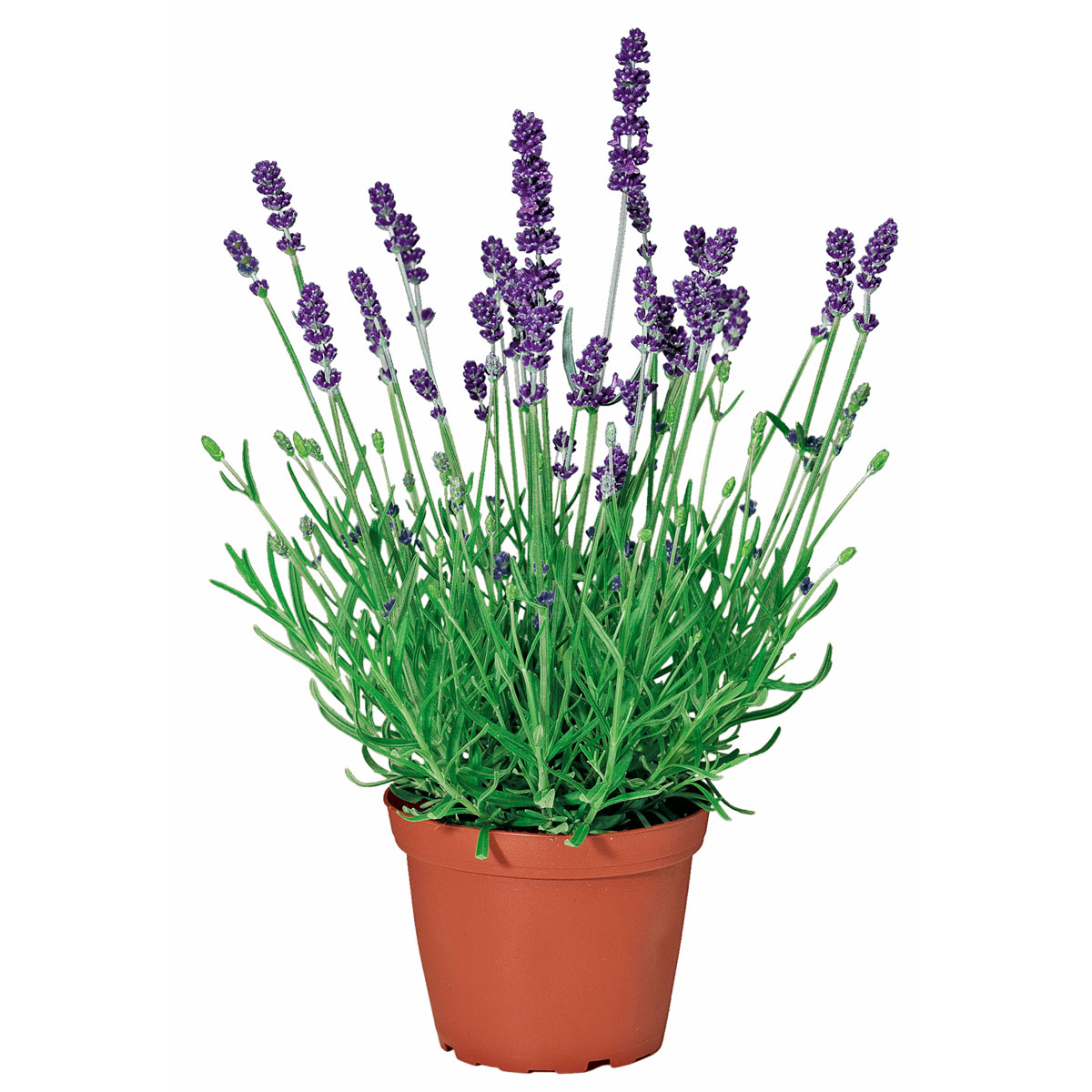 Plantiflor  Echter Lavendel Topf- Durchmesser 11 cm