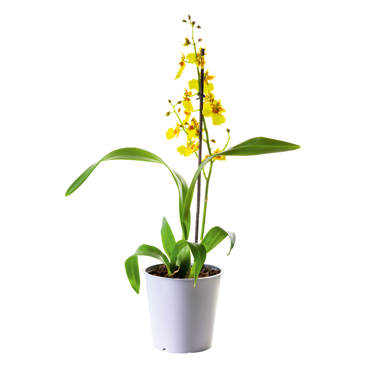 Plantiflor  Orchideen-Mix Topf Durchmesser 9 cm