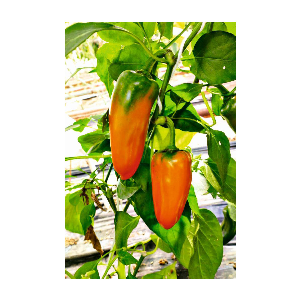 Plantiflor  Snackpaprika Coronor Bio