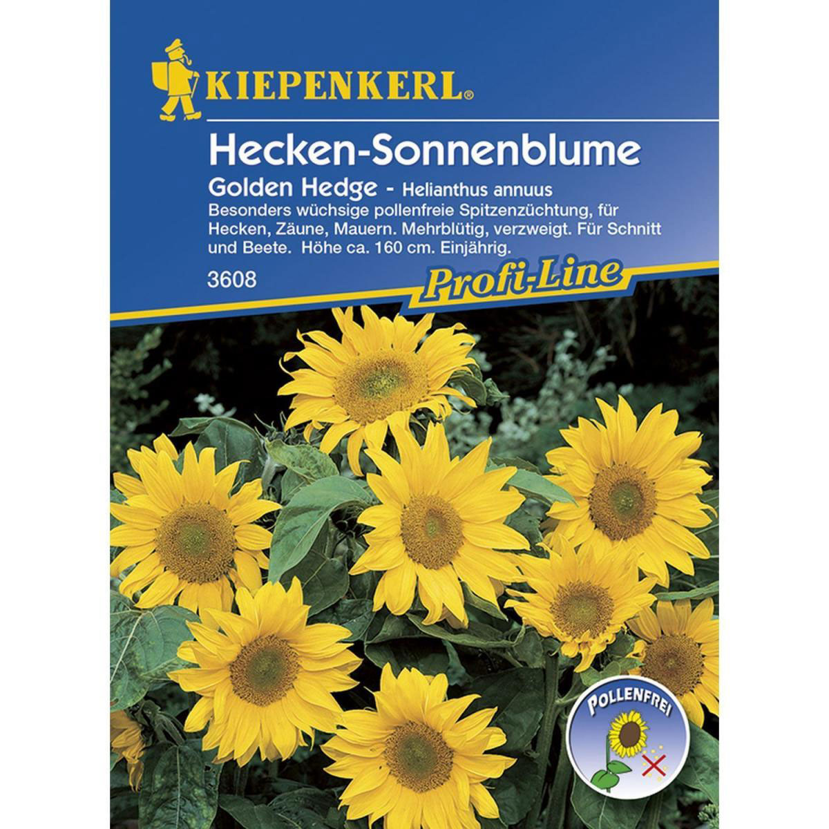 Kiepenkerl Hecken-Sonnenblume Golden Hedge Profi-Line
