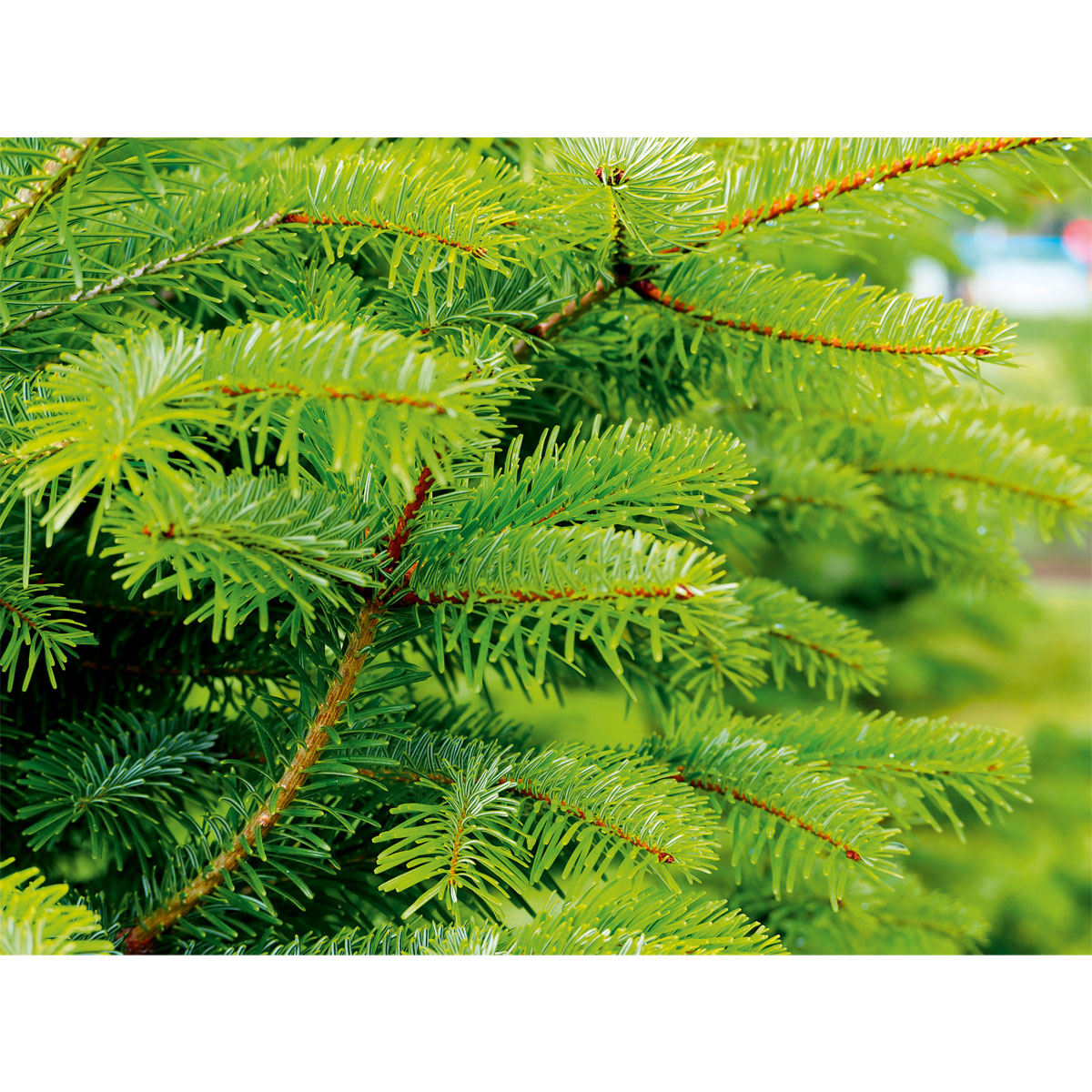 Plantiflor Nordmanntanne Silber-Qualität 130-150 cm Bild 2