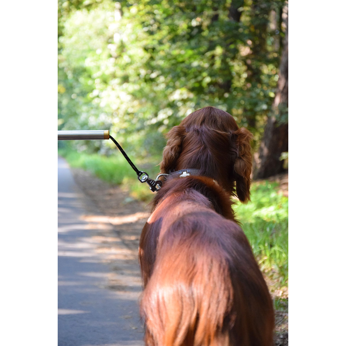 Walky dog plus bike leash sale