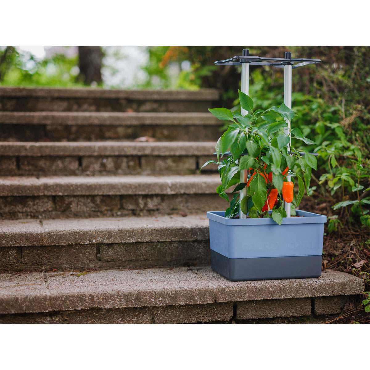 Rankhilfe Charly Chily blau