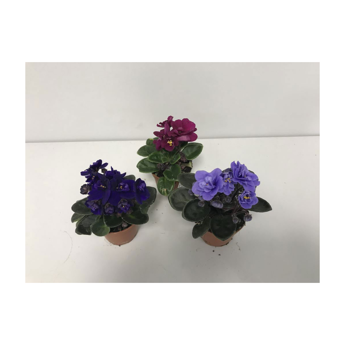 Plantiflor  Usambaraveilchen blau/rosa/rot T6