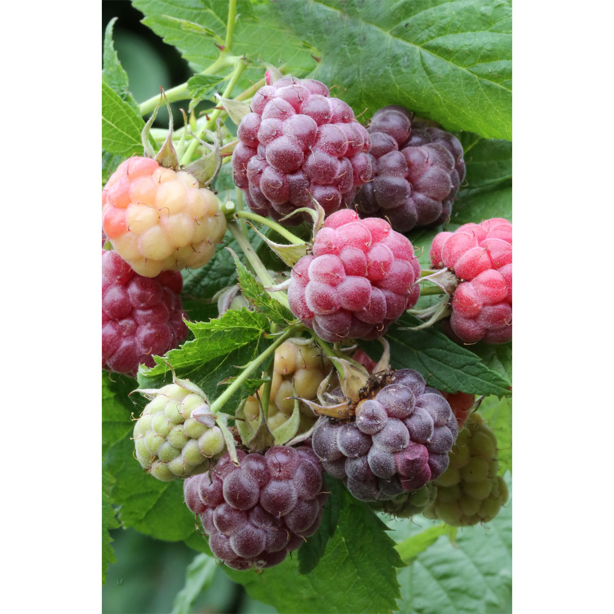 Plantiflor Himbeere Glen Coe Topf Durchmesser 17 cm