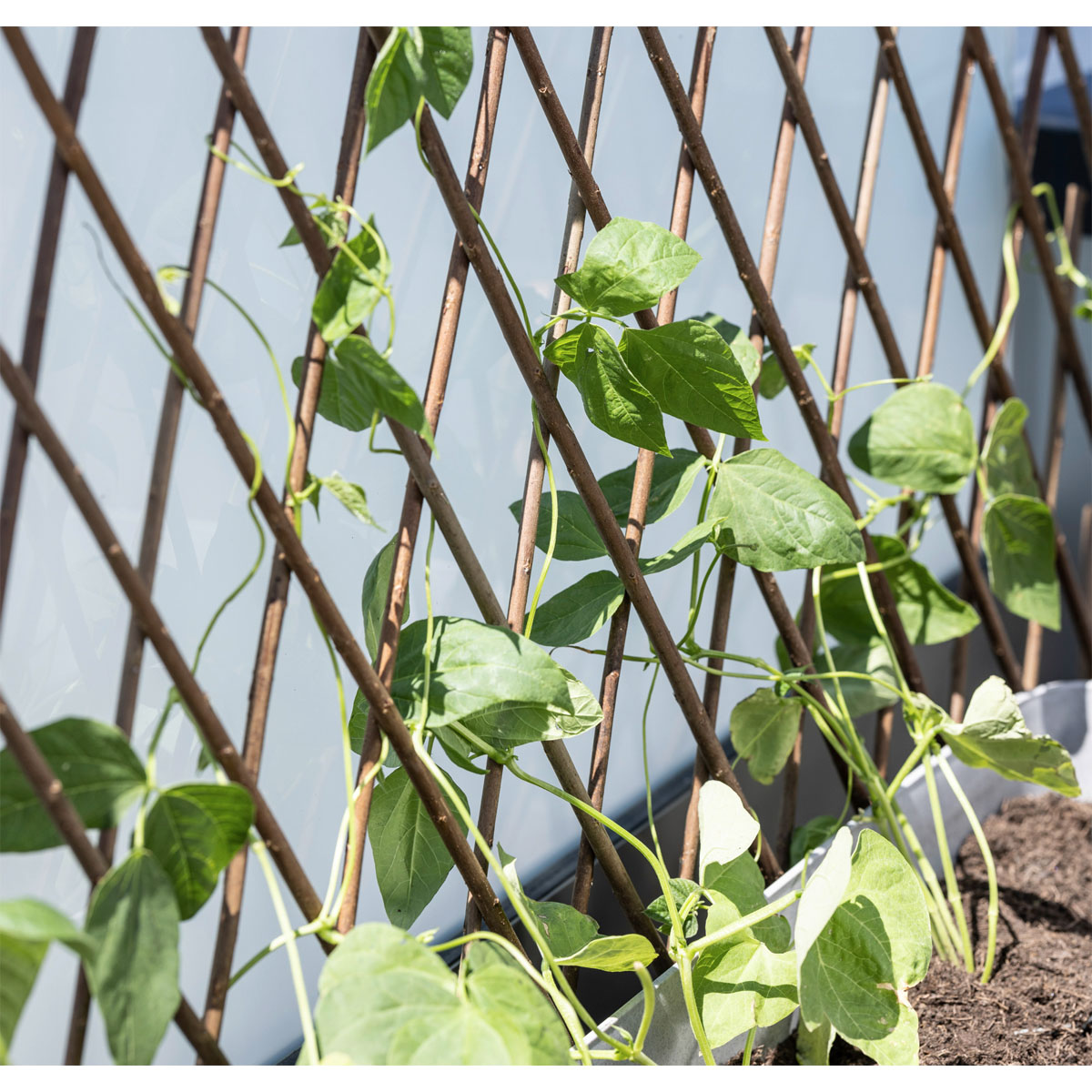 Windhager  Weide-Spalier 120x180 cm