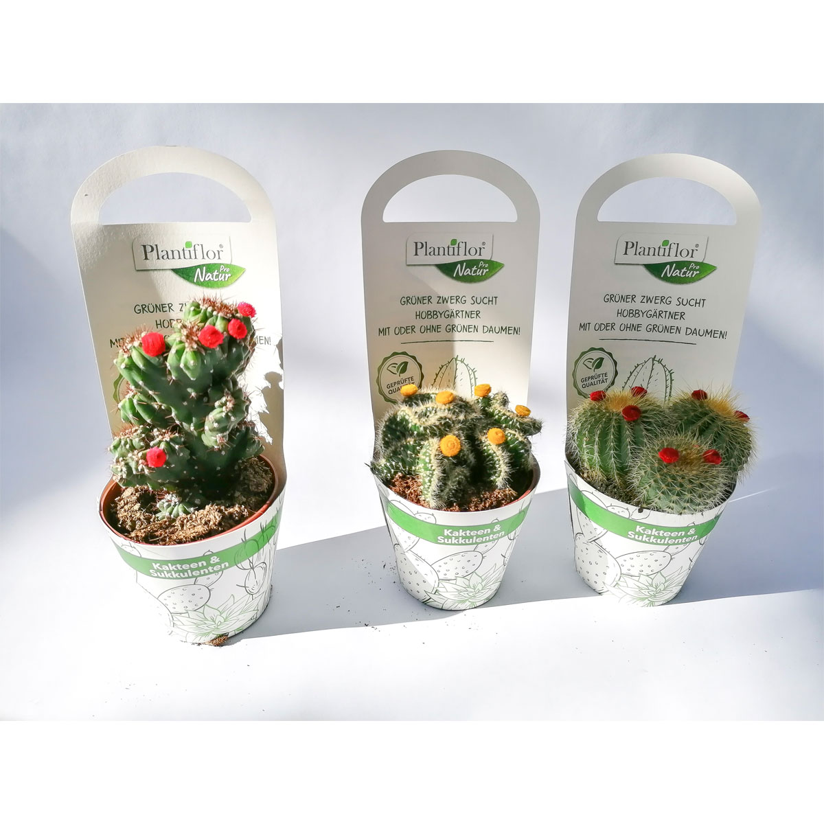 Plantiflor Kaktus-Mix mit Strohblüte T8,5