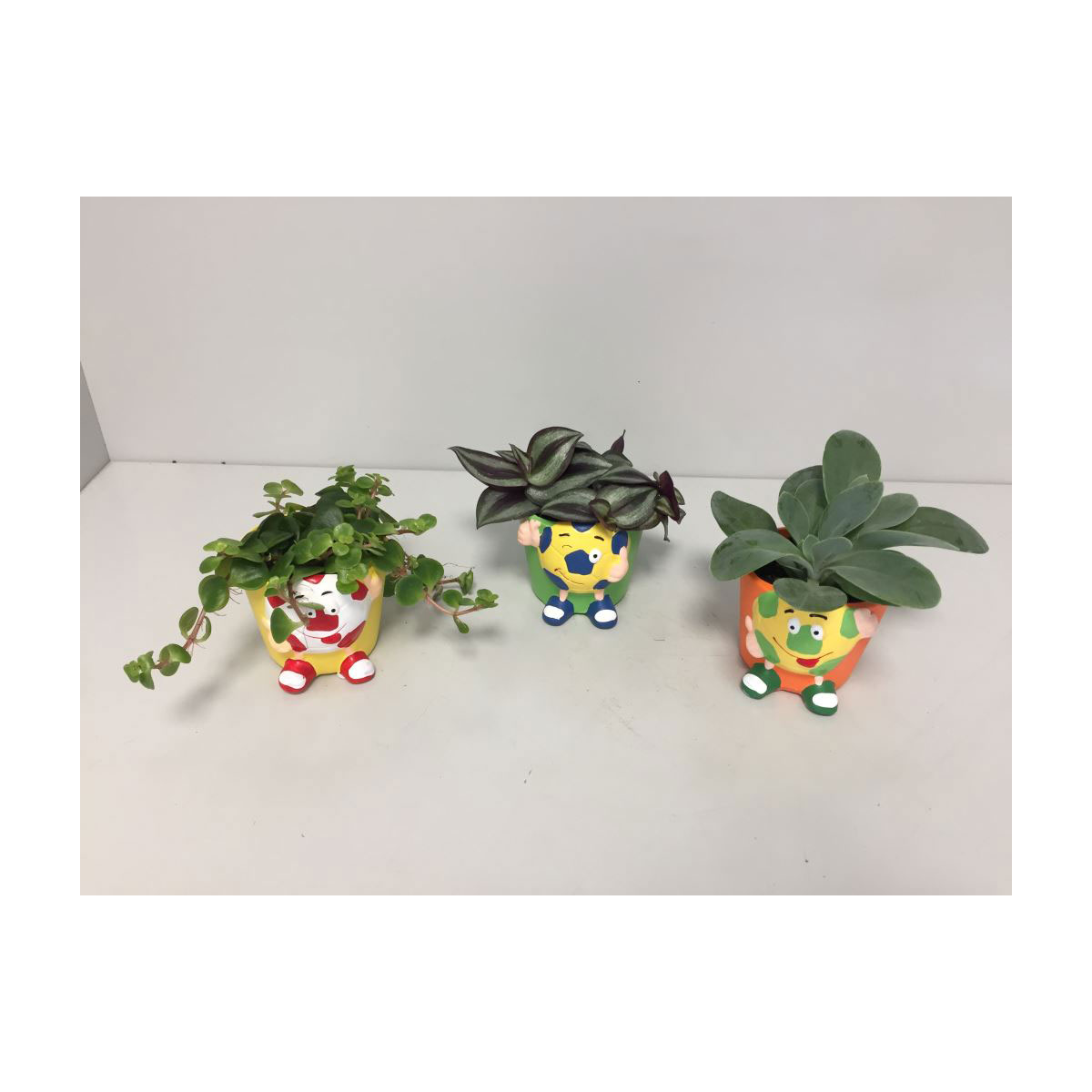 Plantiflor  Grünpflanzen-Mix Fußballmännchen EM 2021 T6 3 Motive