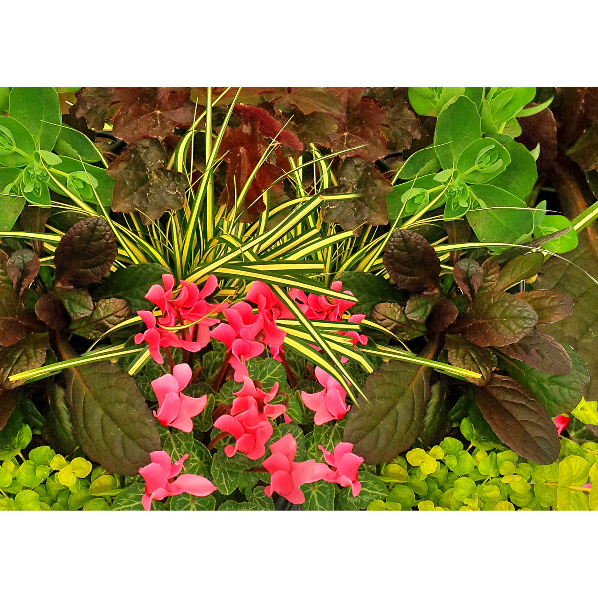Plantiflor Herbstgarten 6er-Pack Topf Durchmesser 9 cm Bild 3