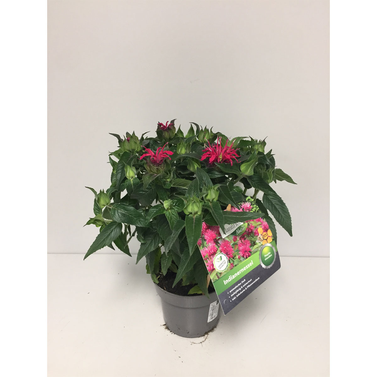 Plantiflor  Indianernessel