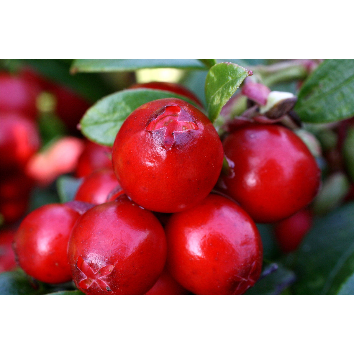 Plantiflor Preiselbeere Miss Cherry Wilde Küche Topf Durchmesser 17 cm