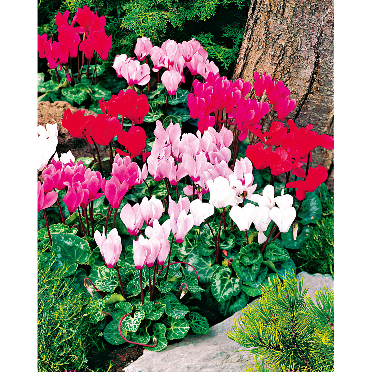 Plantiflor  Alpenveilchen Topf Durchmesser 10,5 cm Bild 6