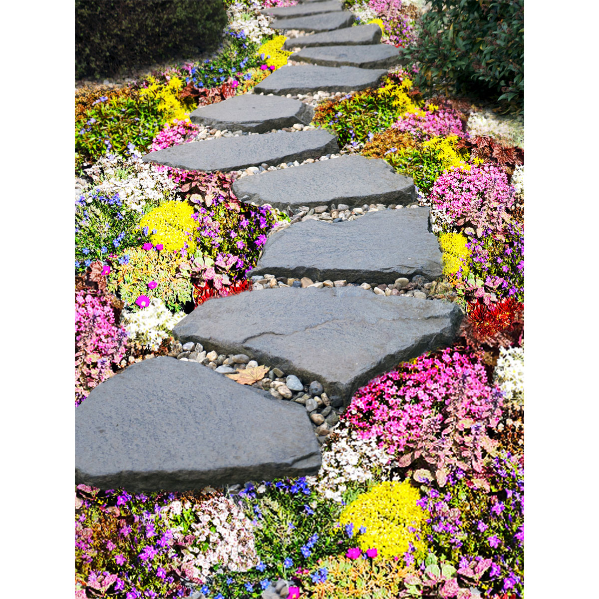 Plantiflor  Bodendecker-Stauden Pflasta la Vista Topf 13 cm Bild 2