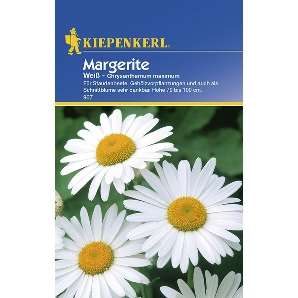 Kiepenkerl Margerite weiß