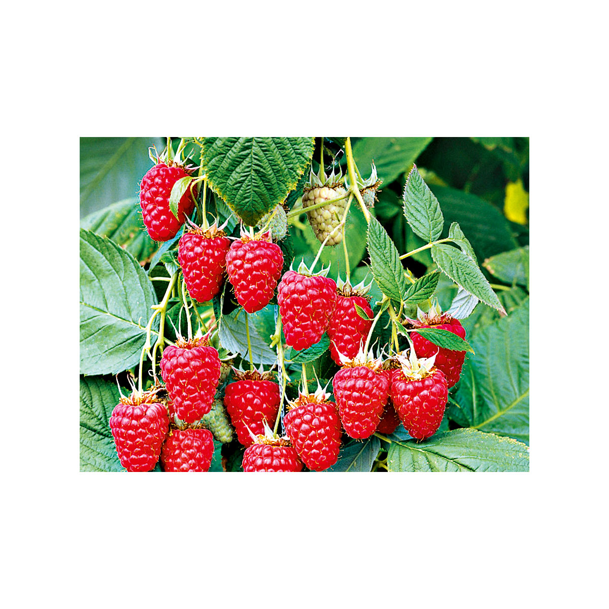 Plantiflor Himbeere Tulameen Topf Durchmesser 17 cm Bild 2