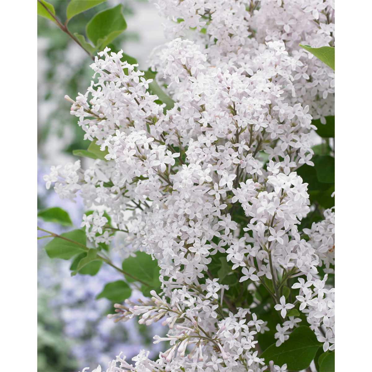 Plantiflor  Zwergflieder Flowerfesta White Topf Durchmesser 20 cm