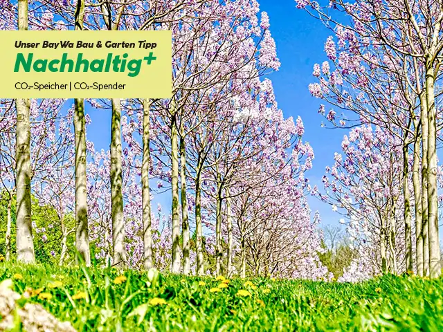 Klimabaum_bgm Klimabaum_bgm