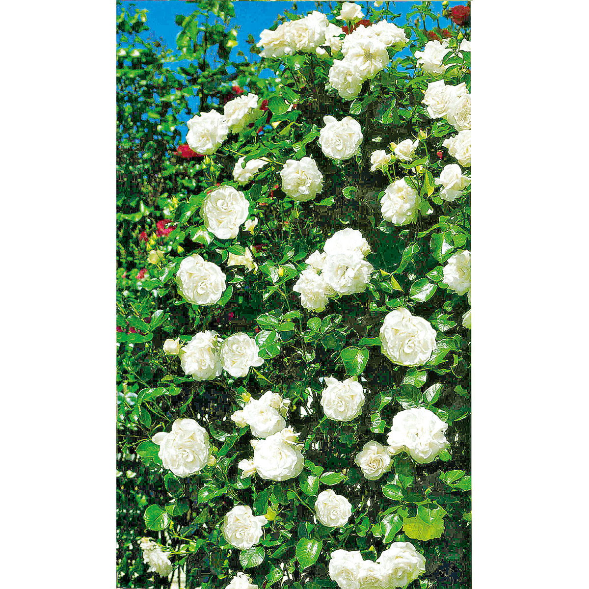 Plantiflor  Kletterrose weiß Topf 23 cm Bild 3