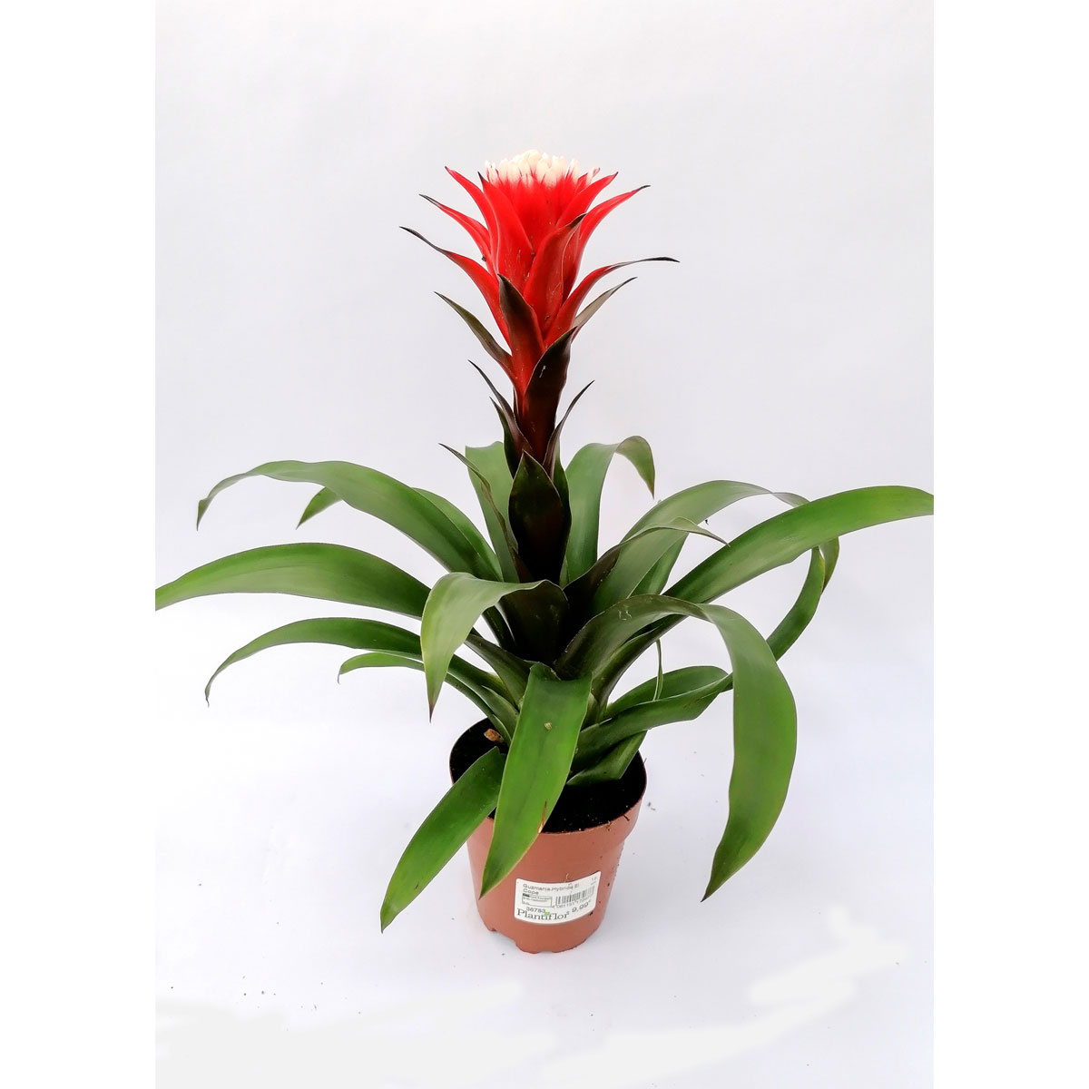 Plantiflor Guzmania El Cope 30-40 cm T12