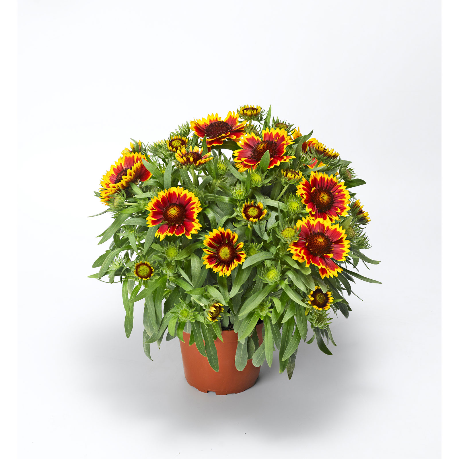 Plantiflor  Prärie-Korkadenblume Topf Durchmesser 19 cm Bild 2