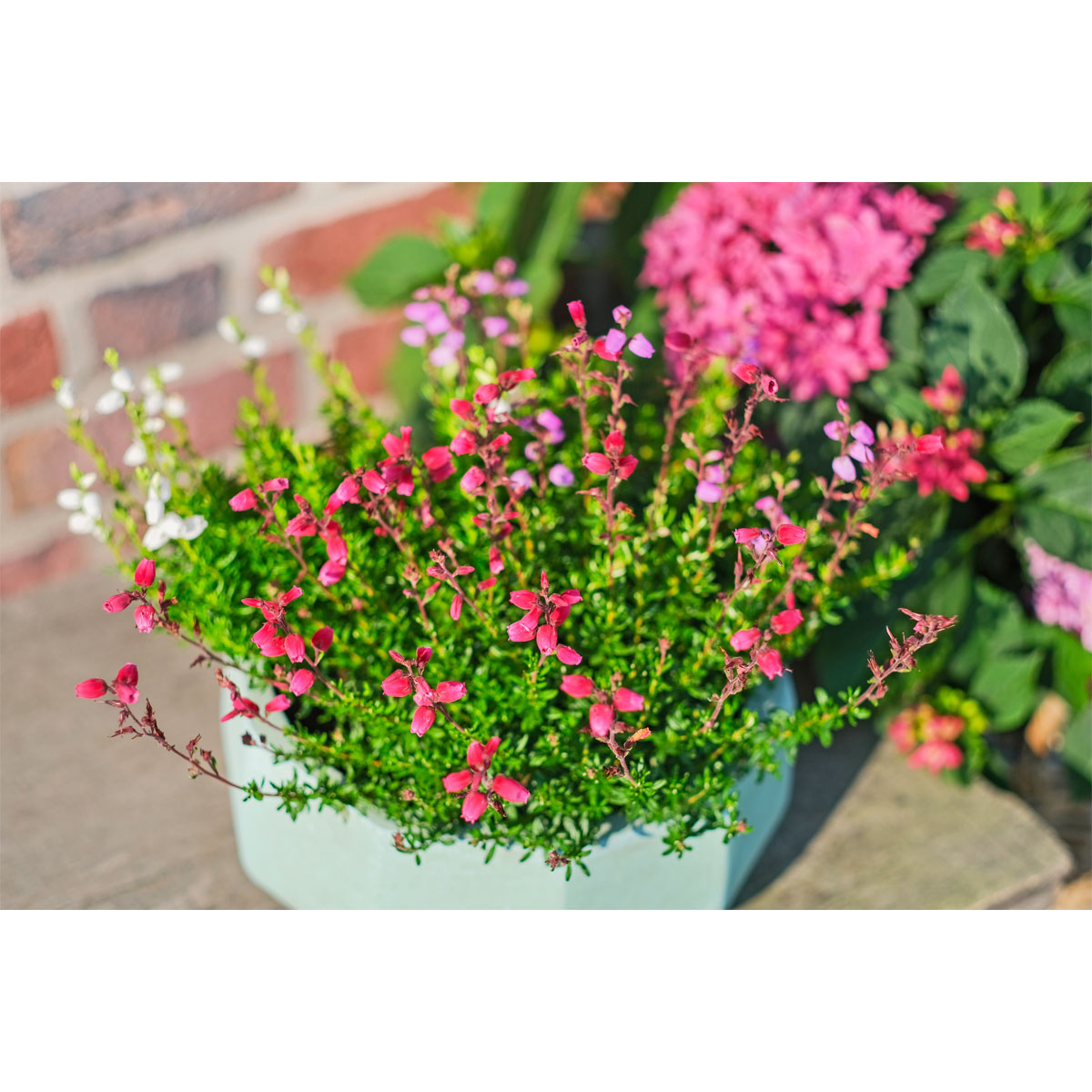 Glockenheide Topf- Durchmesser 11 cm Bild 5