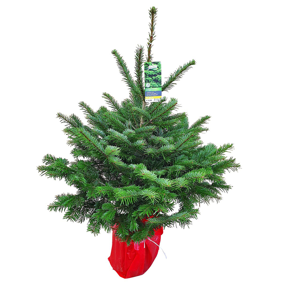 Getopfte Weihnachtsbäume 