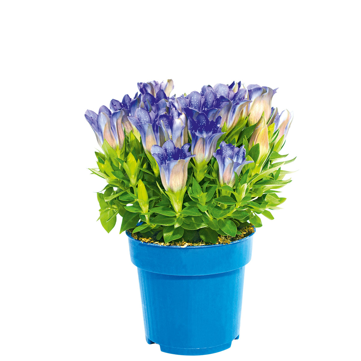 Plantiflor  Enzian blau Topf- Durchmesser 10,5 cm