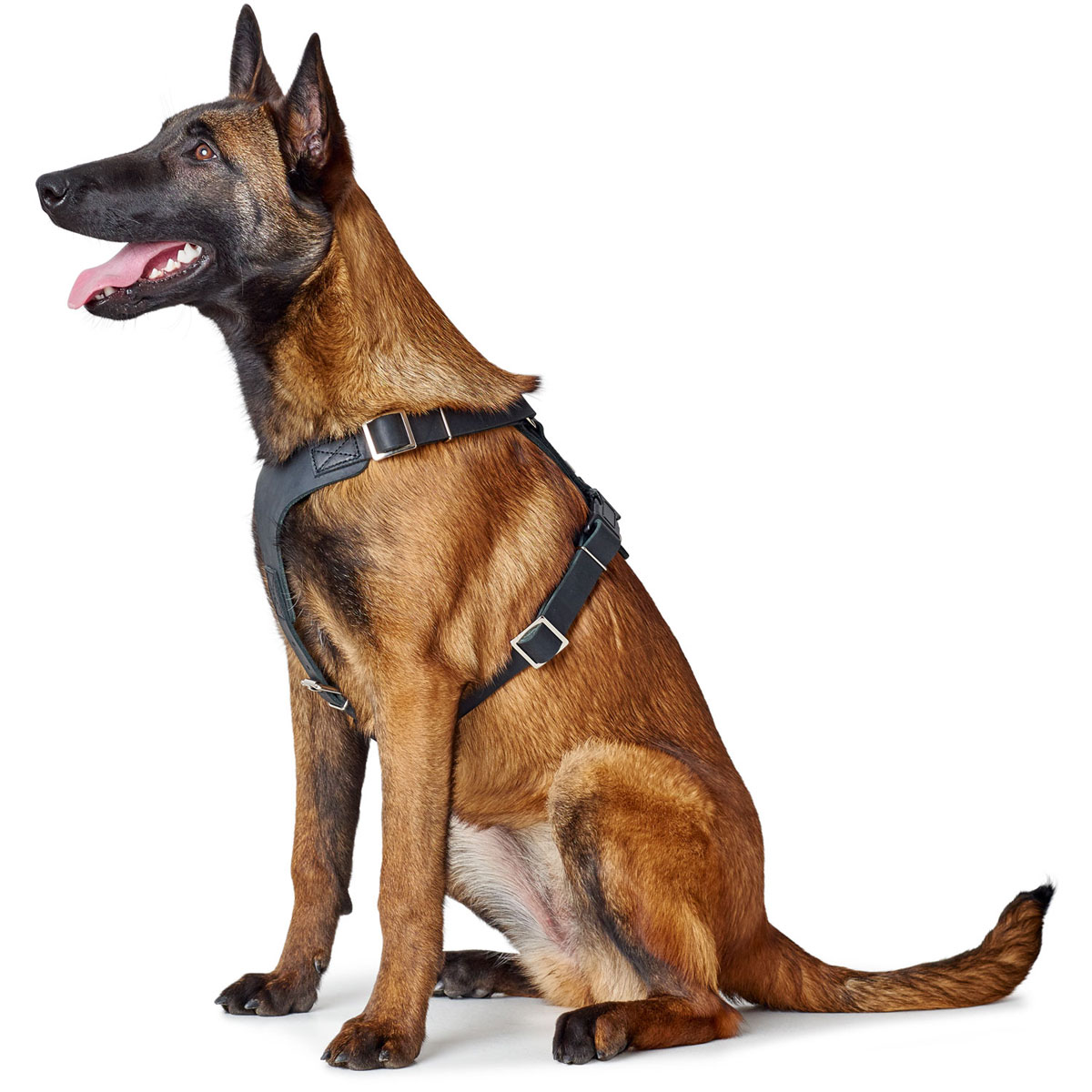 Hunter Hundegeschirr Aalborg schwarz Größe S-M Bild 4