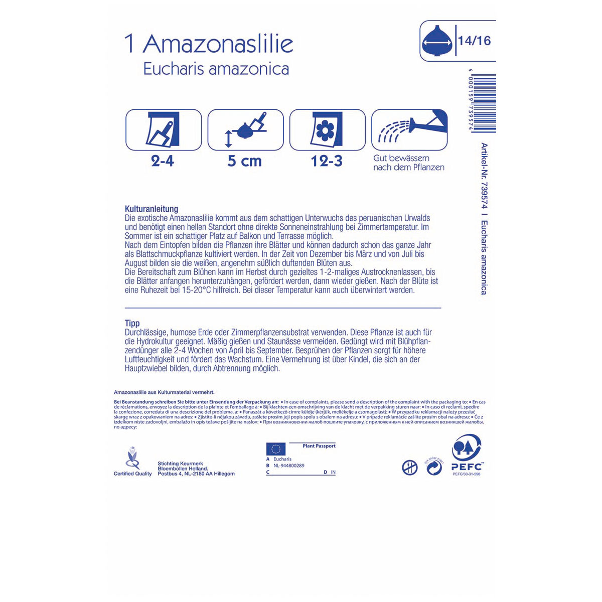 Kiepenkerl Amazonaslilie Größe 14/16 1 Stück Bild 2