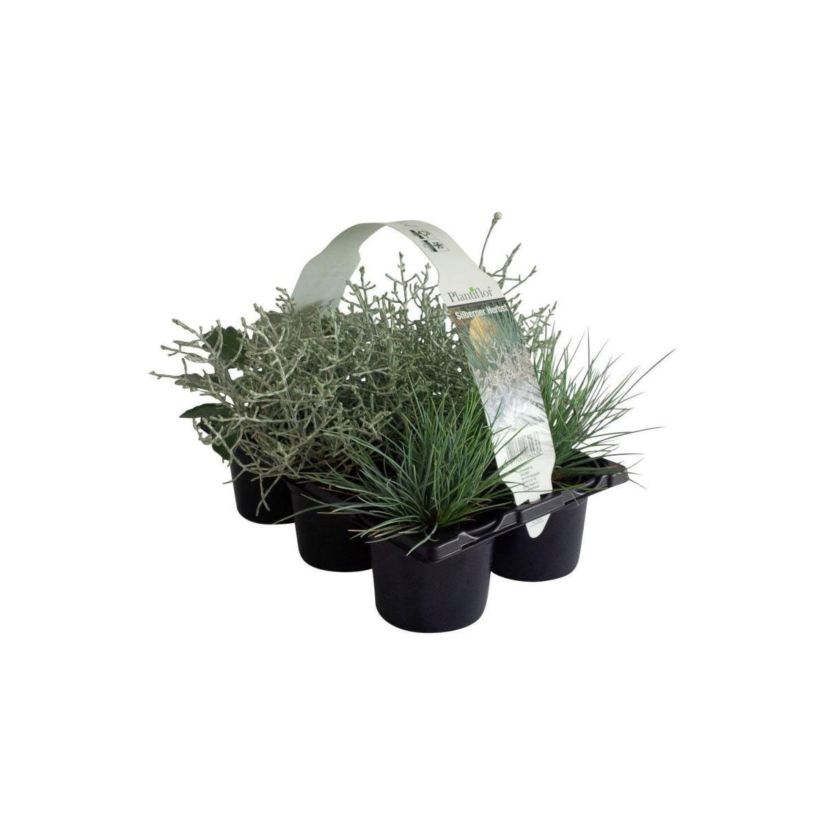 Plantiflor Herbstpflanzen Silberner Herbst 6er-Pack