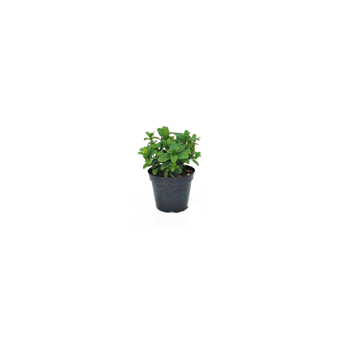 Plantiflor Pfefferminze Maroccana T14 Plantiflor Pfefferminze Maroccana T14