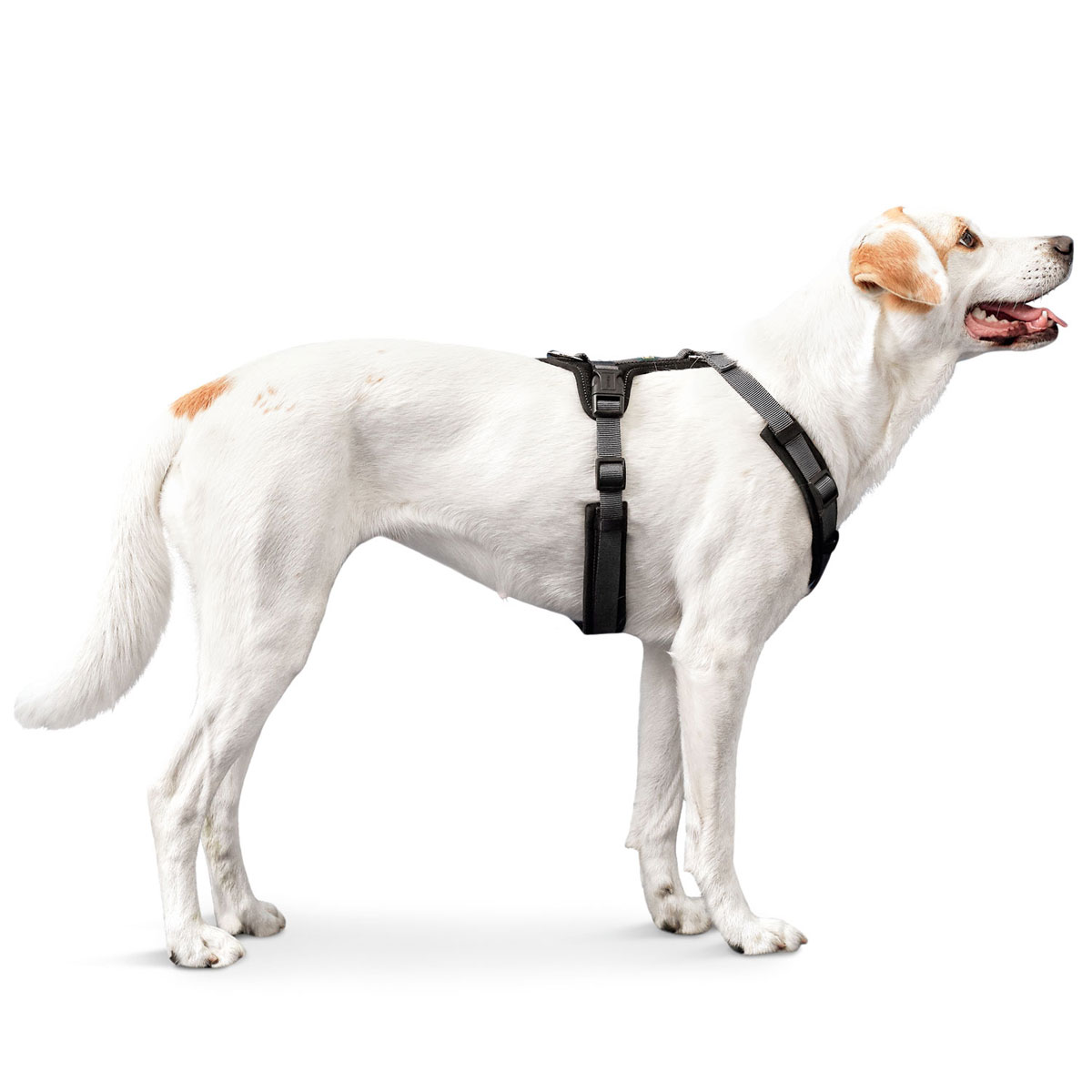 Hunter Hundegeschirr Maldon schwarz-grau Größe M-L Bild 3