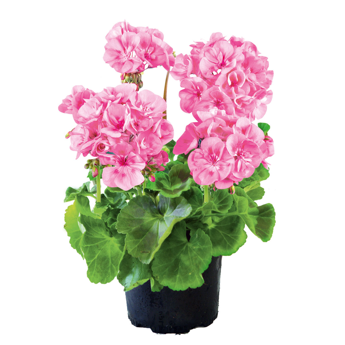 Plantiflor  Geranie stehend Topf- Durchmesser 12 cm Bild 1