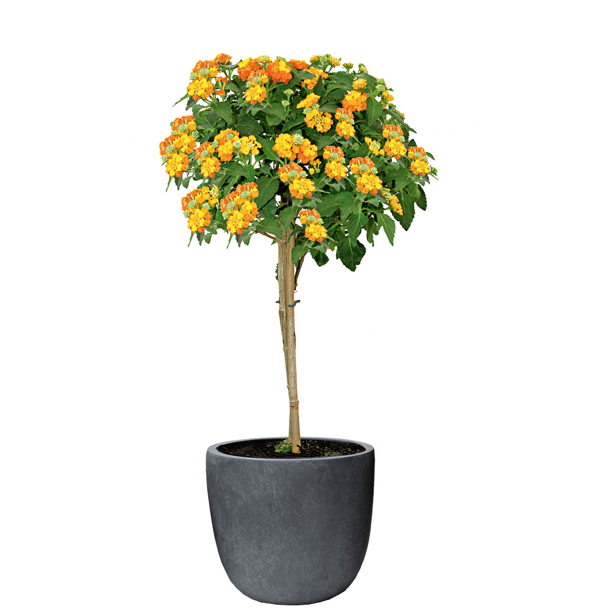 Haveson Topf Granite Durchmesser 43xH 41 cm Bild 2