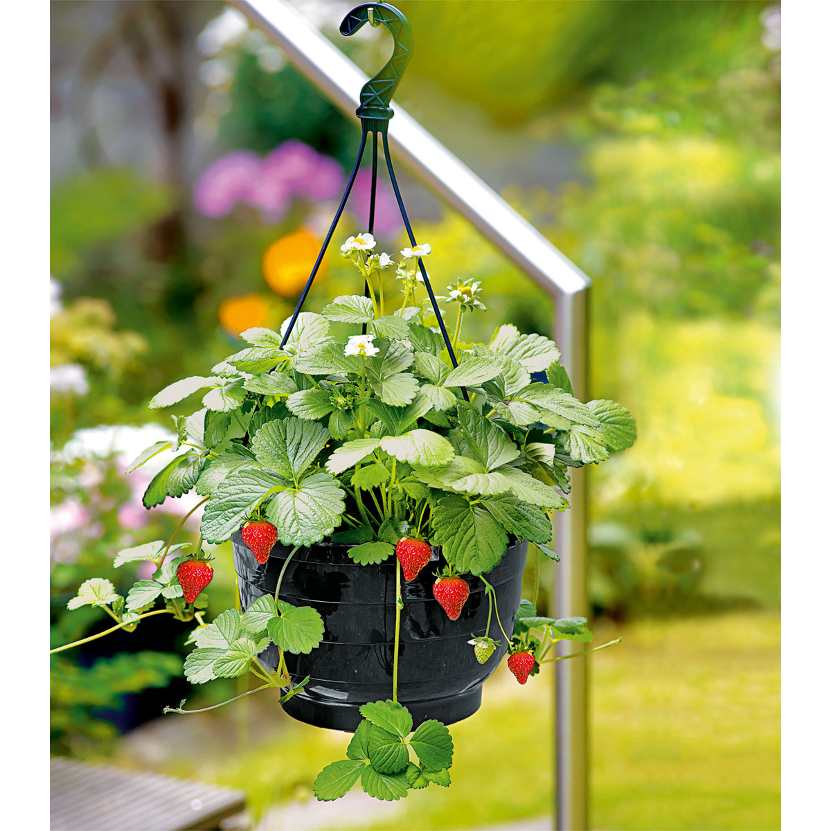 Plantiflor Erdbeeren-Ampel Topf Durchmesser 19 cm Bild 2